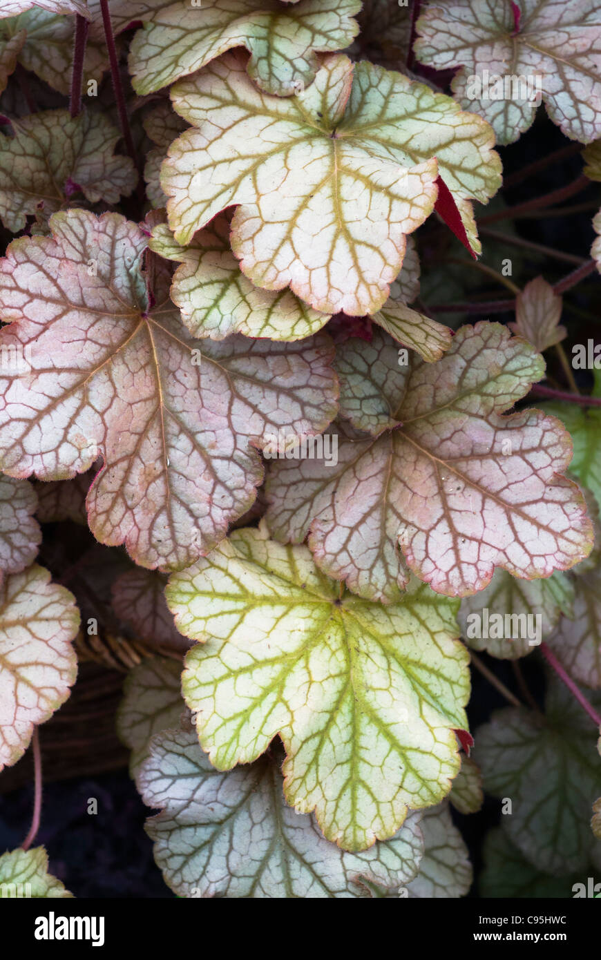 Heuchera " Pinot noir " perenni Piante con colori mutevoli colori foglia e vene di spicco per ombra garden Foto Stock