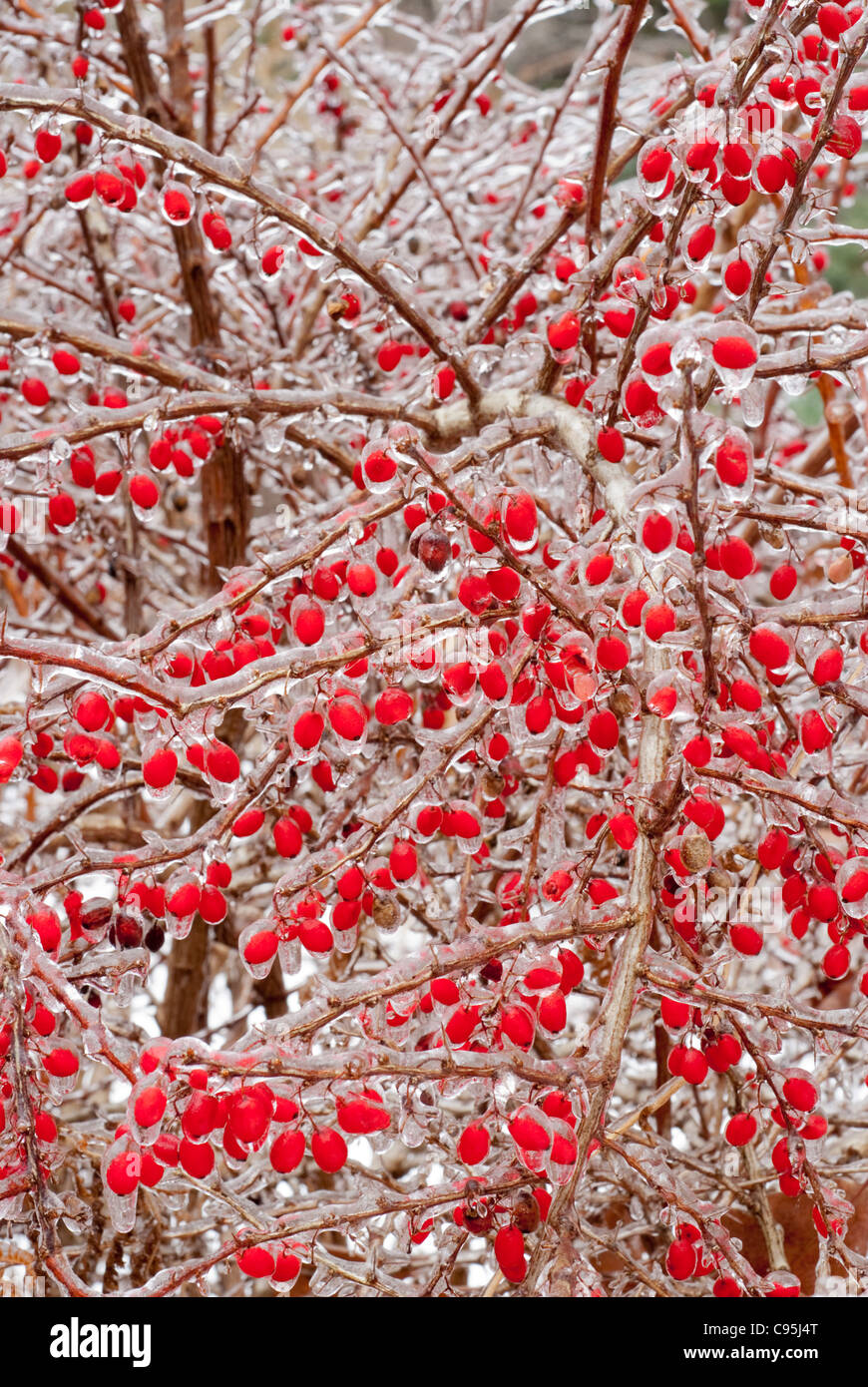 Bacche rosse in inverno la neve ghiaccio crescente al di fuori sulla pianta di Crespino Berberis thunbergii berry alimentare gli uccelli selvatici tutto il telaio Foto Stock