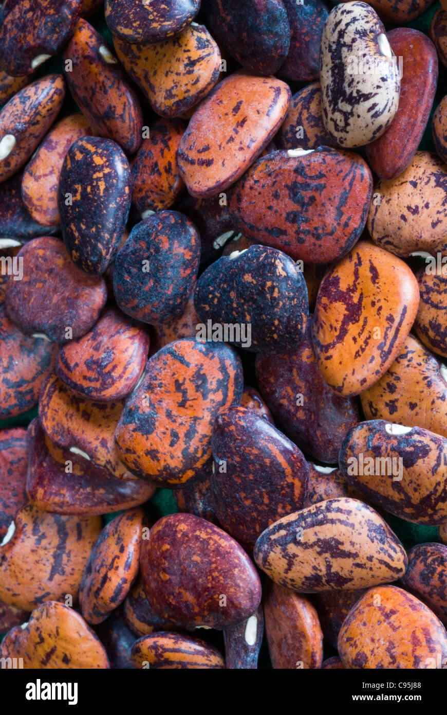 Fagioli di Lima bush Jackson meraviglia butterbean cimelio di antichi semi vegetali open-impollinata pronto a crescere sow organico di partenza Foto Stock