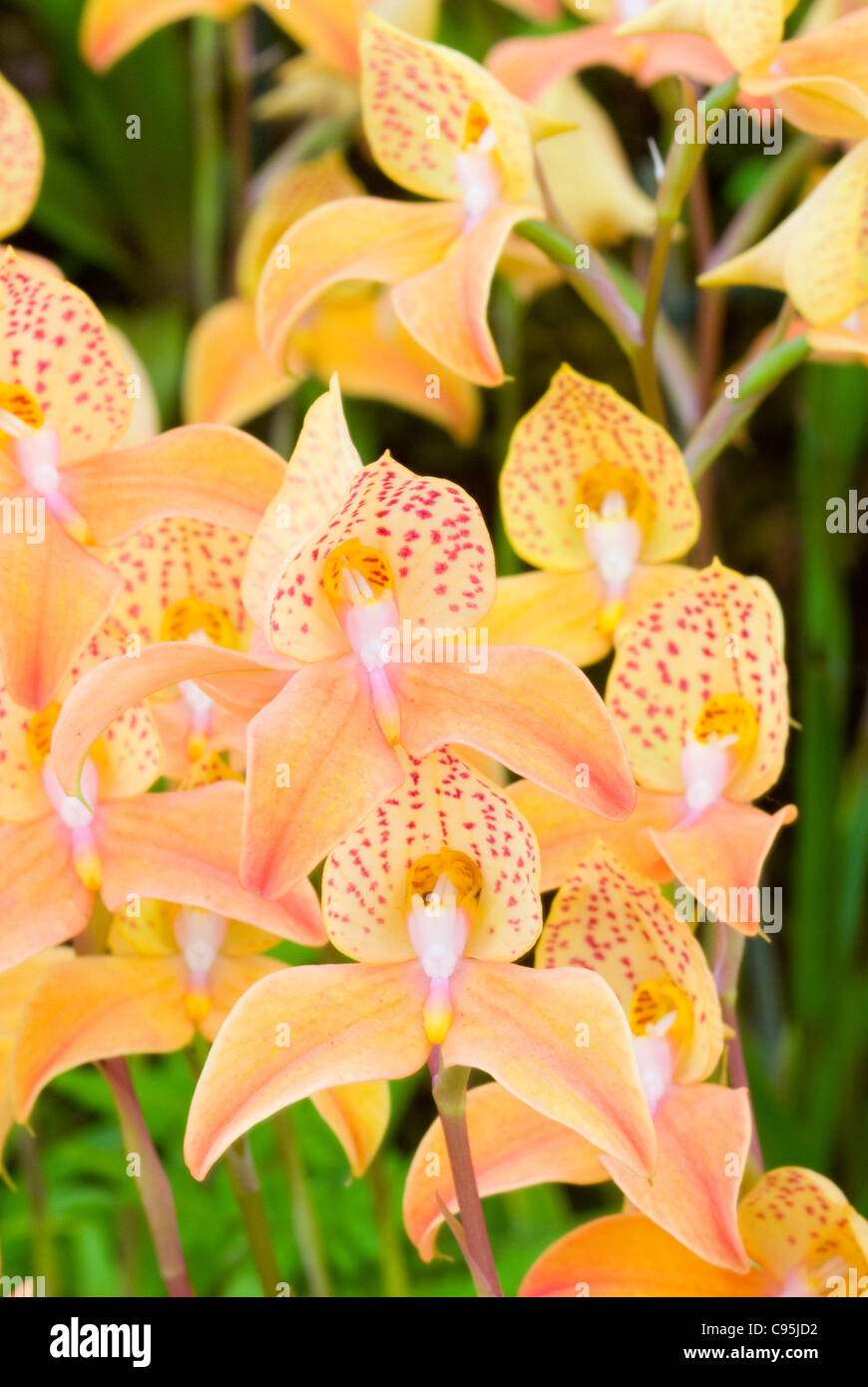 Disa Kewensis Hardy Orchid ibrido primario tra Disa uniflora tripetaloides x, terrestri Sudafricano pianta nativa Foto Stock