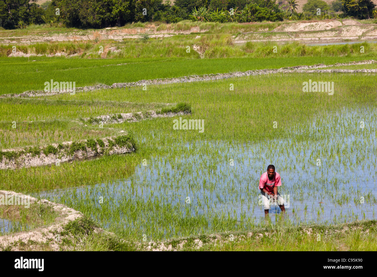 Campo di riso, Timor orientale, Asia Foto Stock