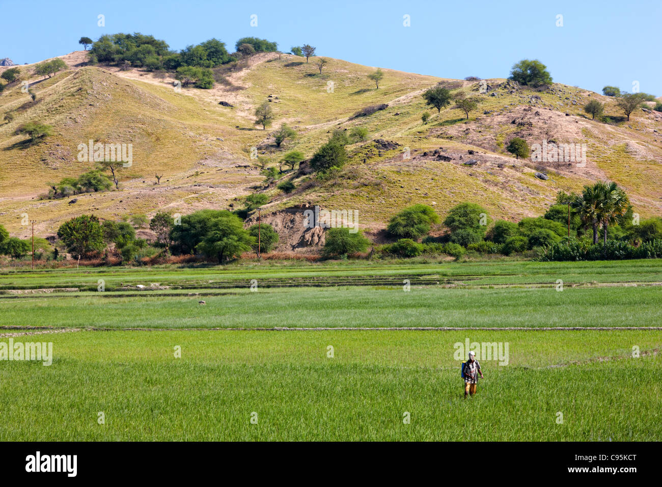 Campo di riso, Timor orientale, Asia Foto Stock