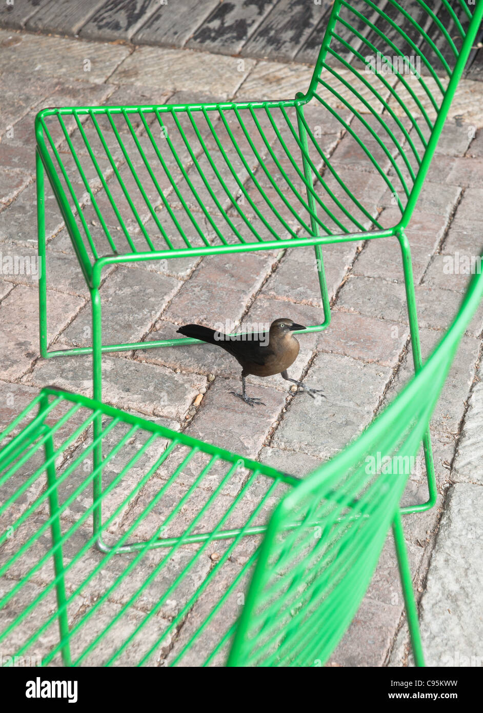 Immagine astratta di un uccello camminare tra due filo verde sedie Foto Stock