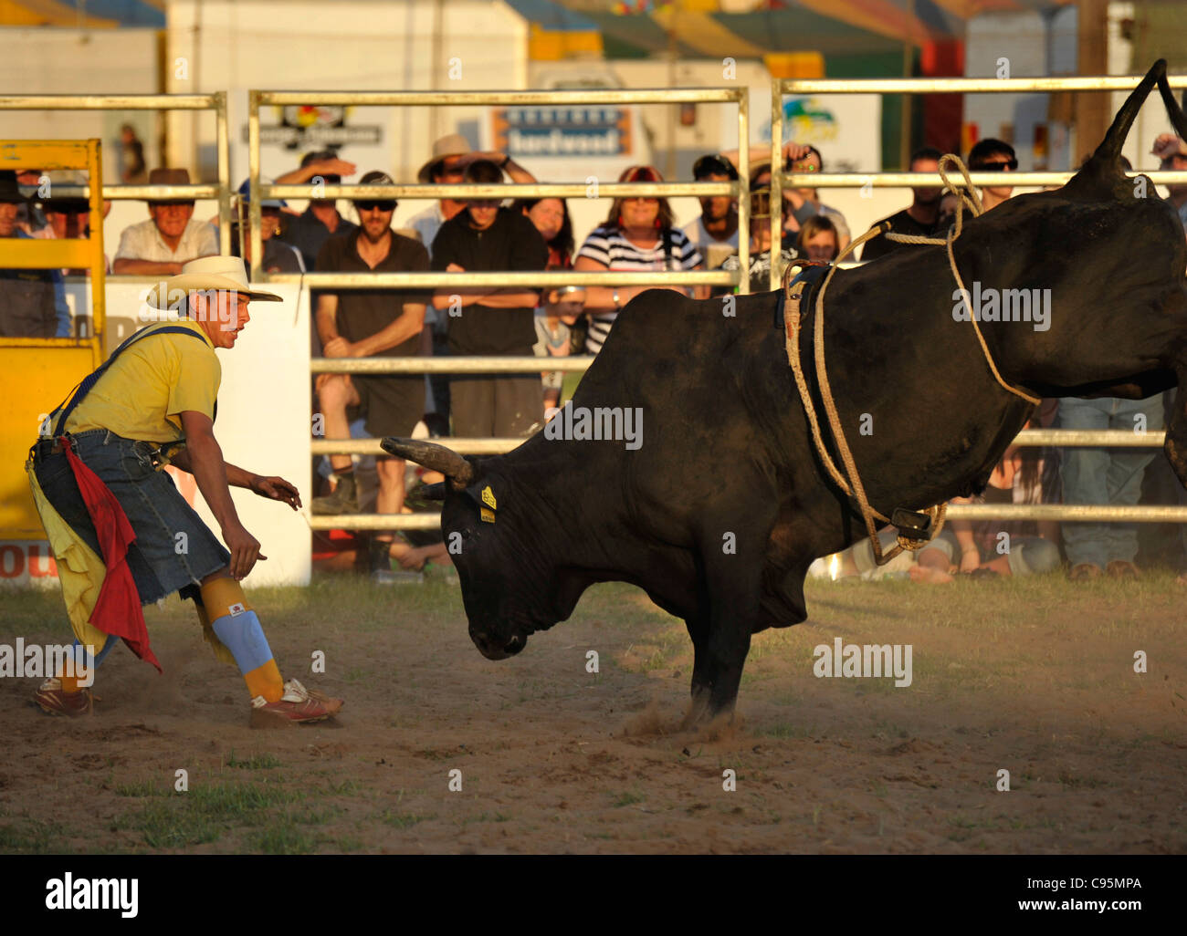 Un rodeo clown provocazioni rodeo bull che ha gettato parte del pilota. Foto Stock