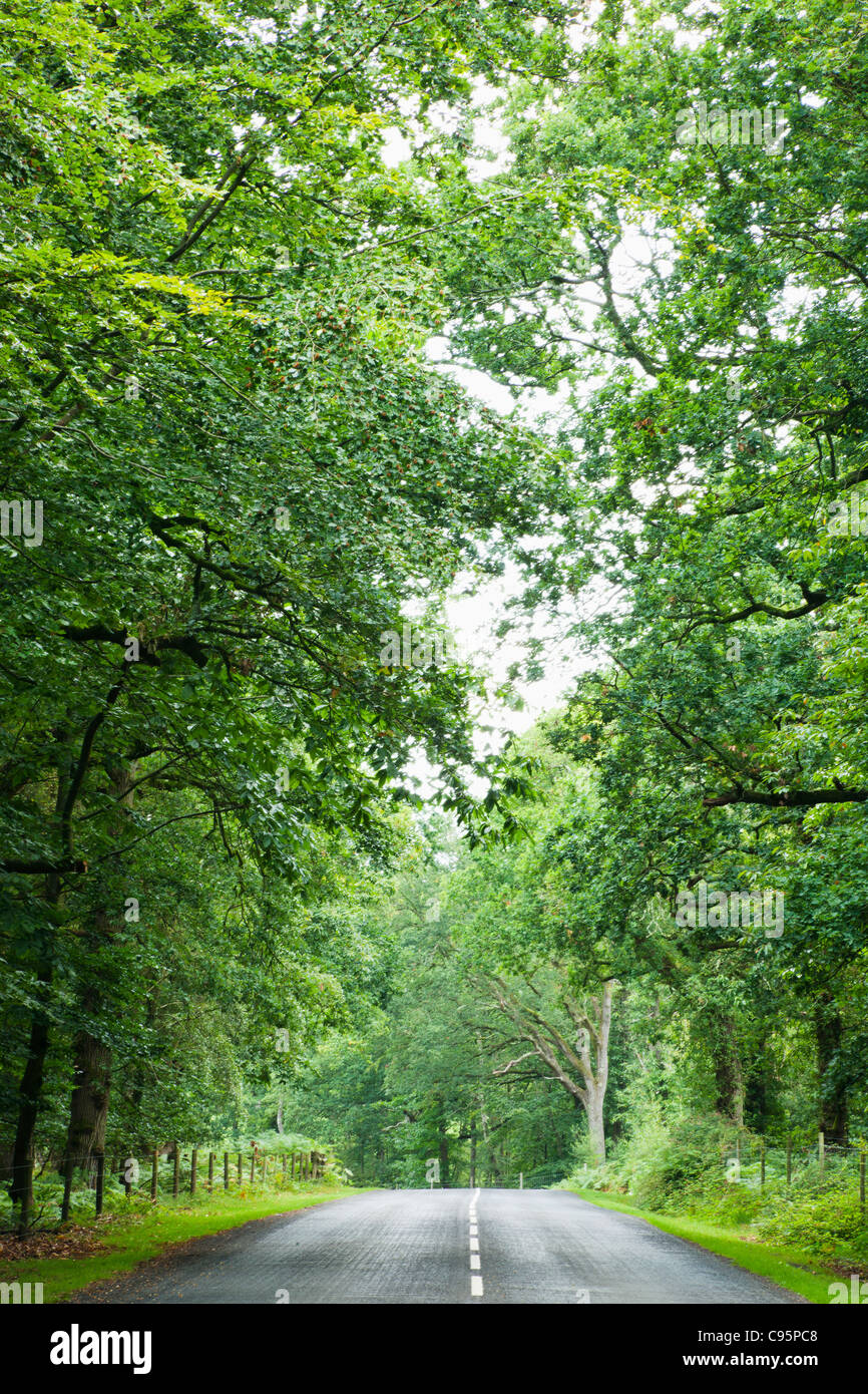 Inghilterra, Hampshire, nuova foresta, su strada Foto Stock
