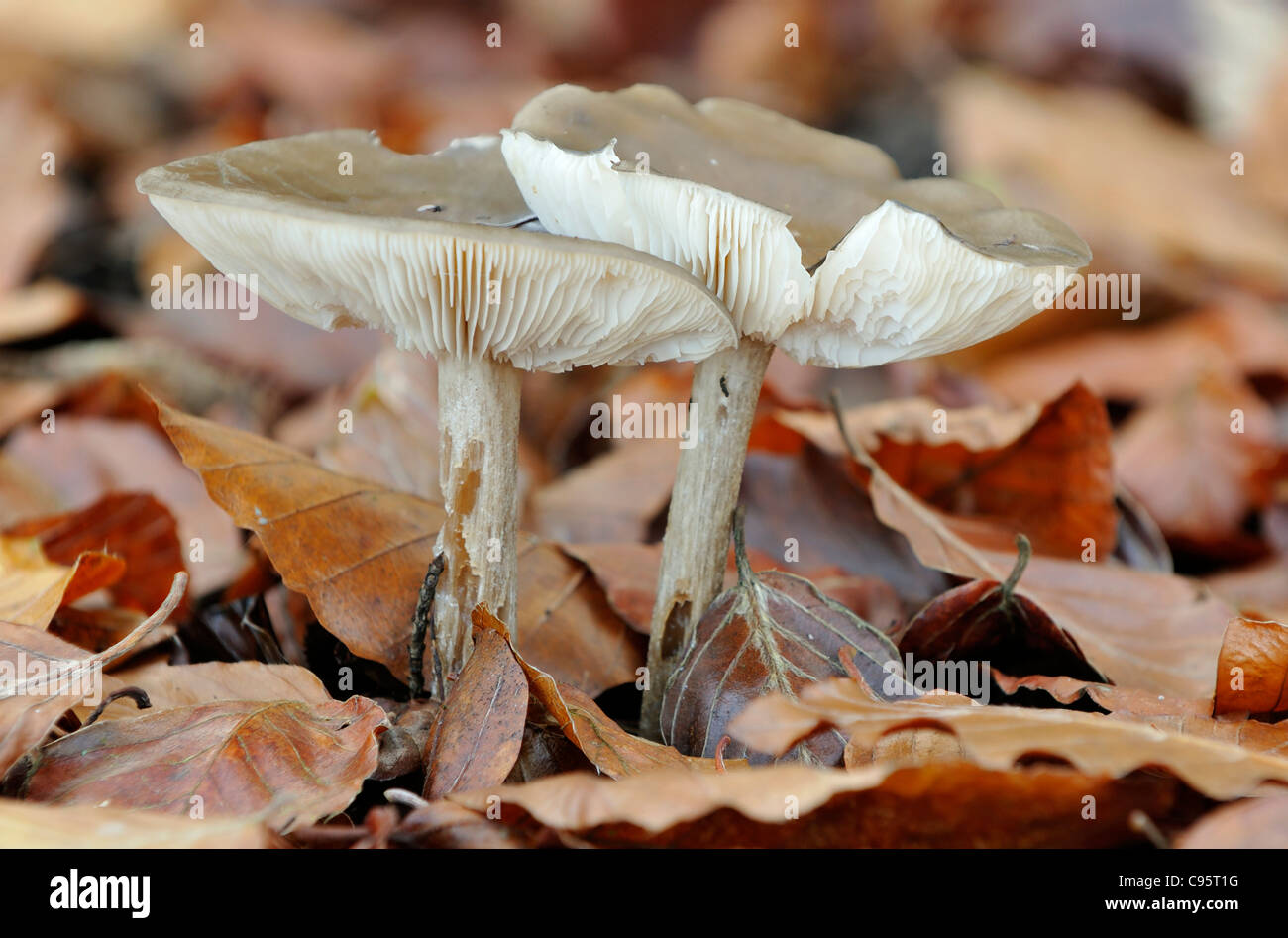 Smoky Cavalier funghi - Melanoleuca exscissa Foto Stock
