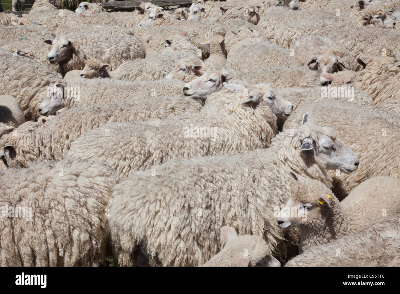 Inghilterra, Kent, Romney Marsh, pecore Foto Stock