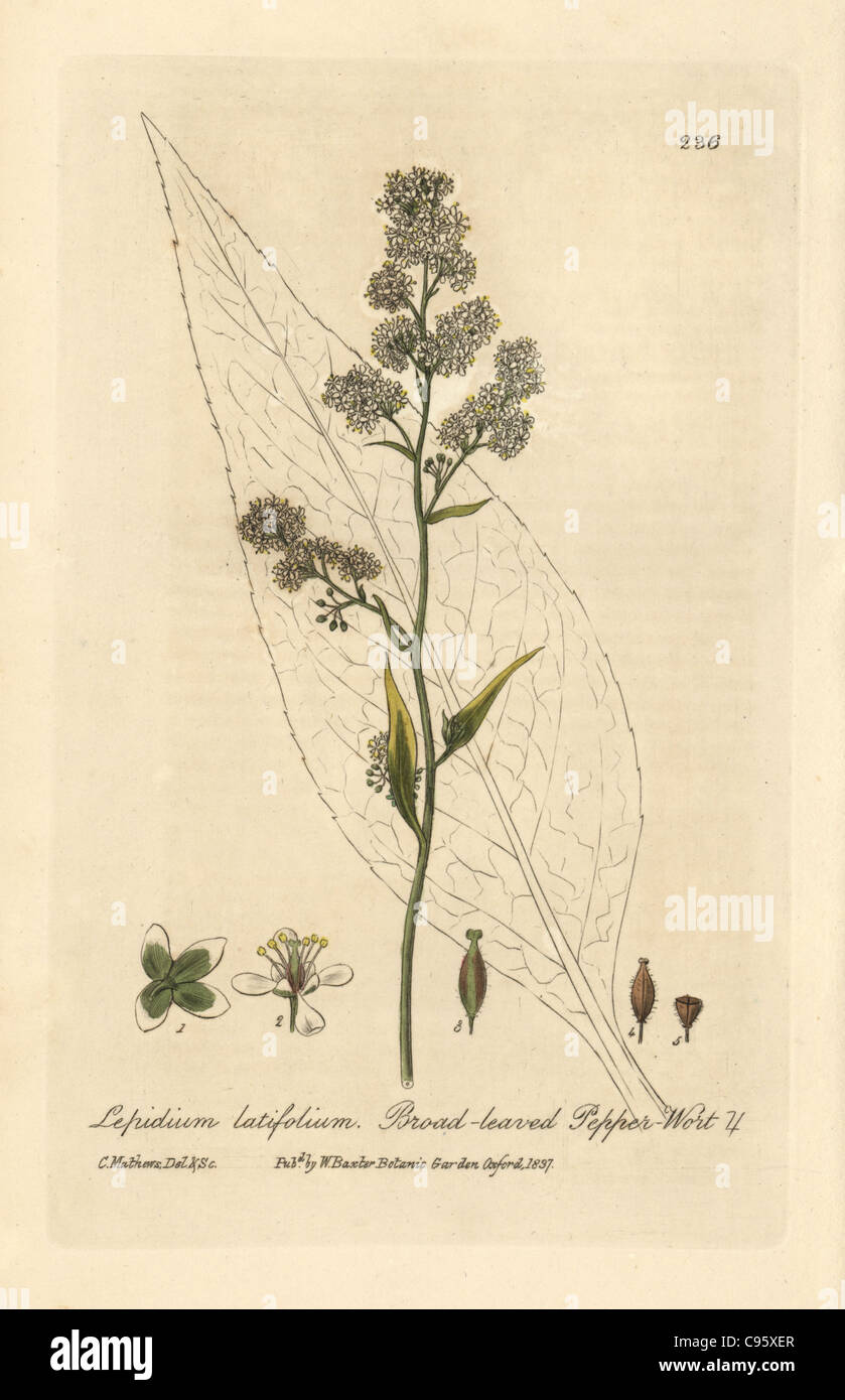 Di latifoglie pepe-wort, Lepidium latifolium. Foto Stock