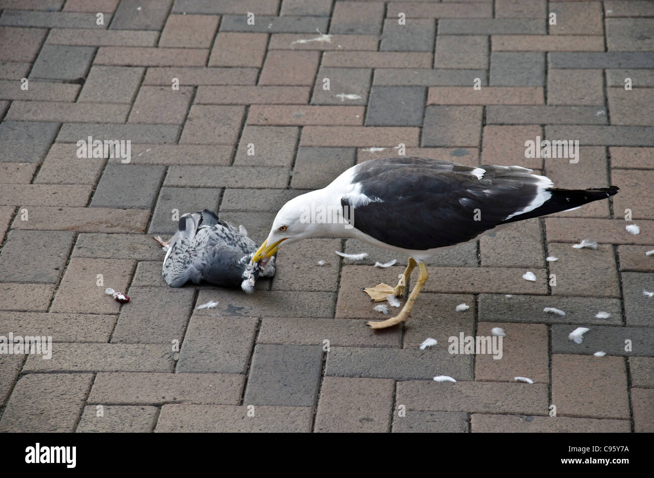 Seagull mangiare un piccione morto in una zona pedonale in Gloucester City Centre, Inghilterra Foto Stock