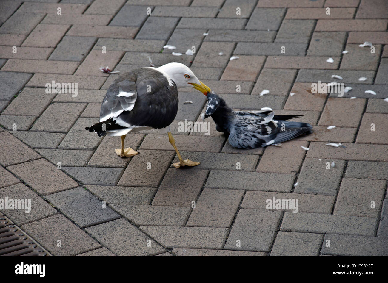 Seagull mangiare un piccione morto in una zona pedonale in Gloucester City Centre, Inghilterra Foto Stock