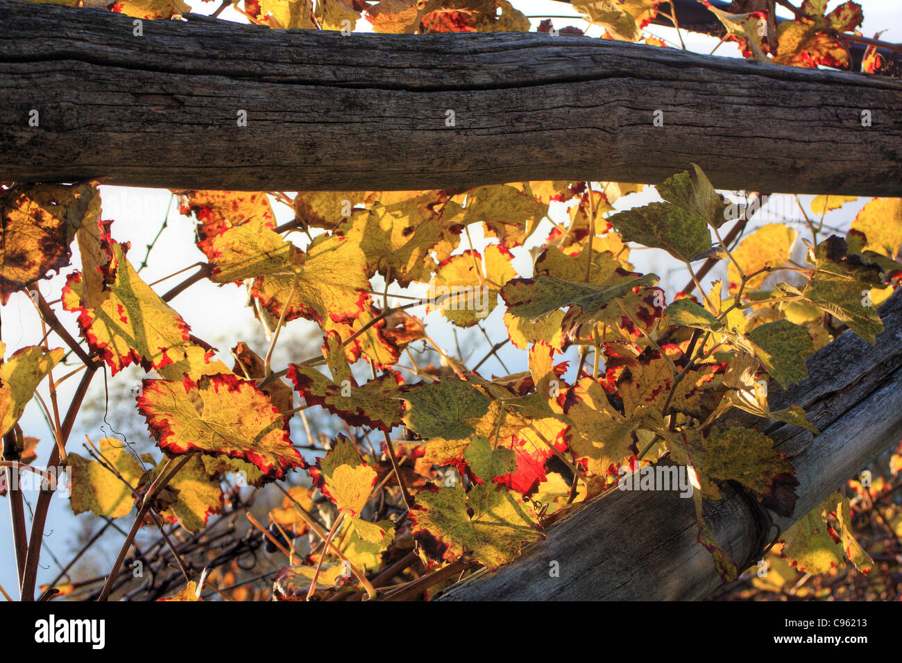 Vigneti in Autunno Trentino, Italia Foto Stock