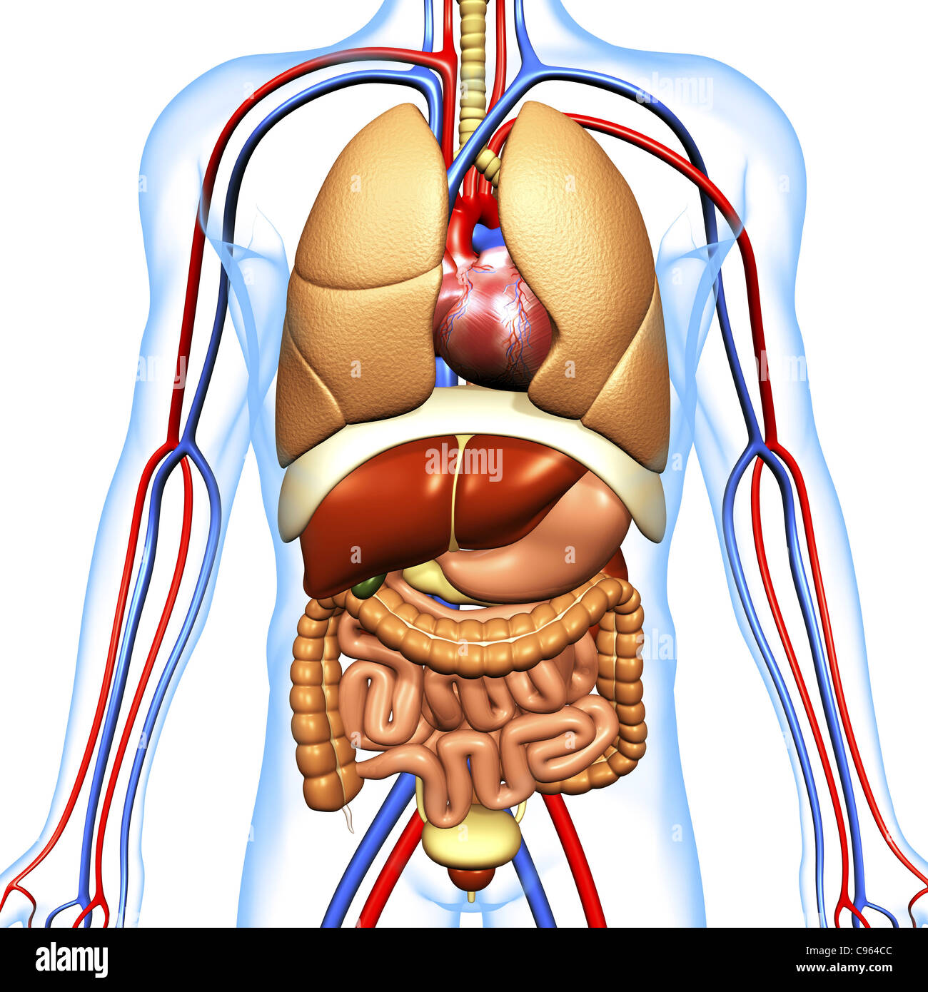 Anatomia Umana, artwork Foto Stock