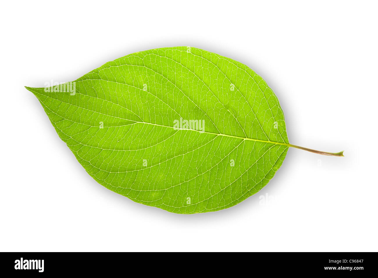 Natura isolata vegetali a foglia verde macro sfondo closeup tessitura singola Foto Stock