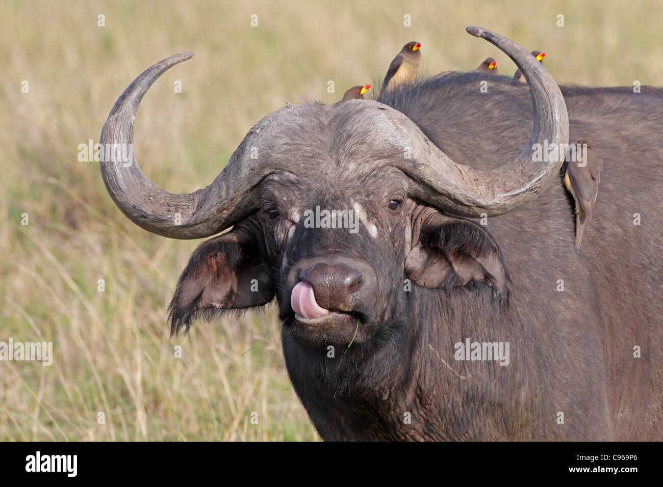 Bufali leccare il suo naso con il rosso-Oxpeckers addebitate sulla sua schiena Foto Stock