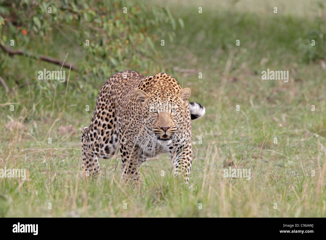 La caccia di Leopard tramite l'erba Foto Stock