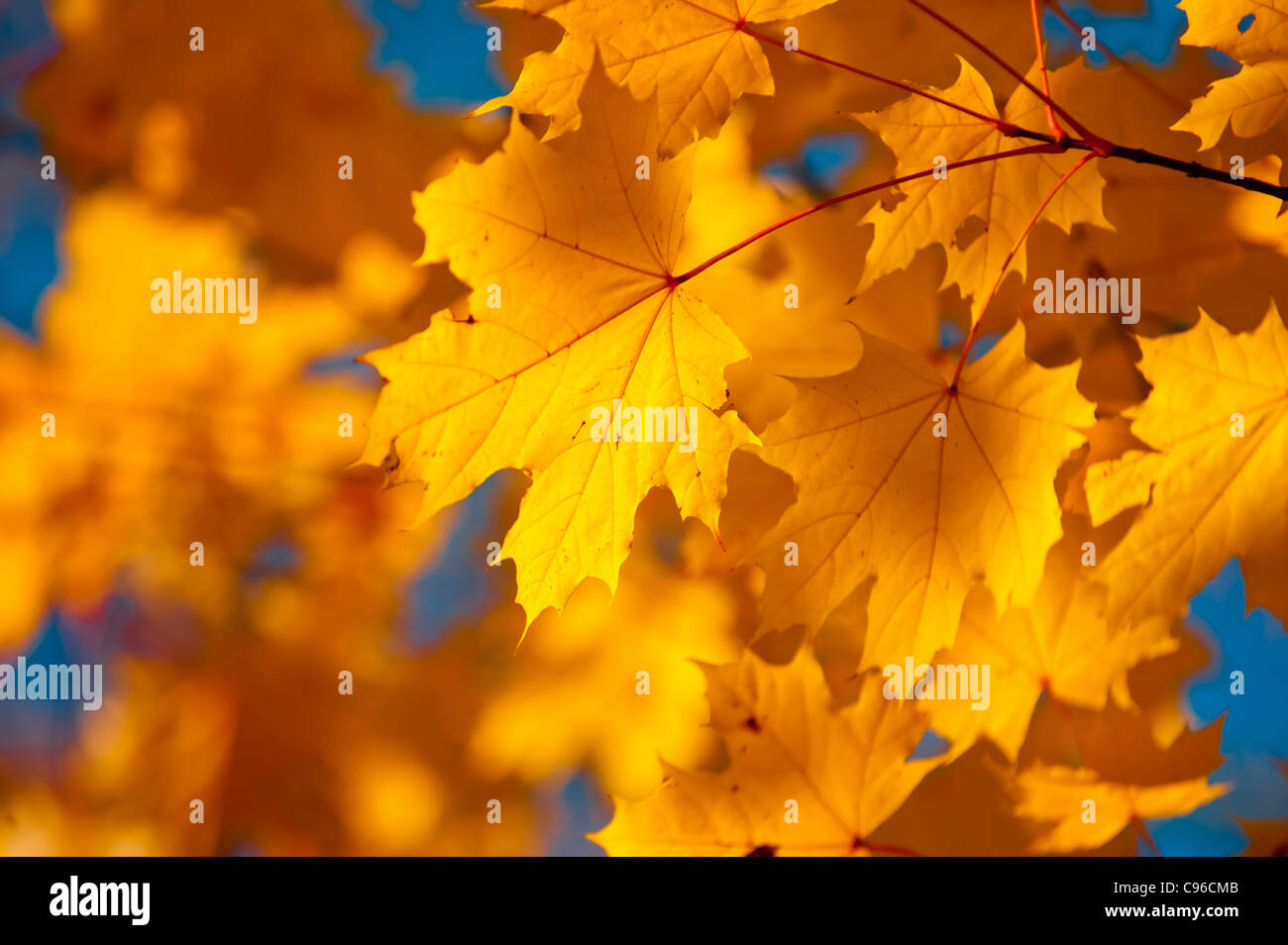 Foglie di autunno, molto superficiale la messa a fuoco Foto Stock