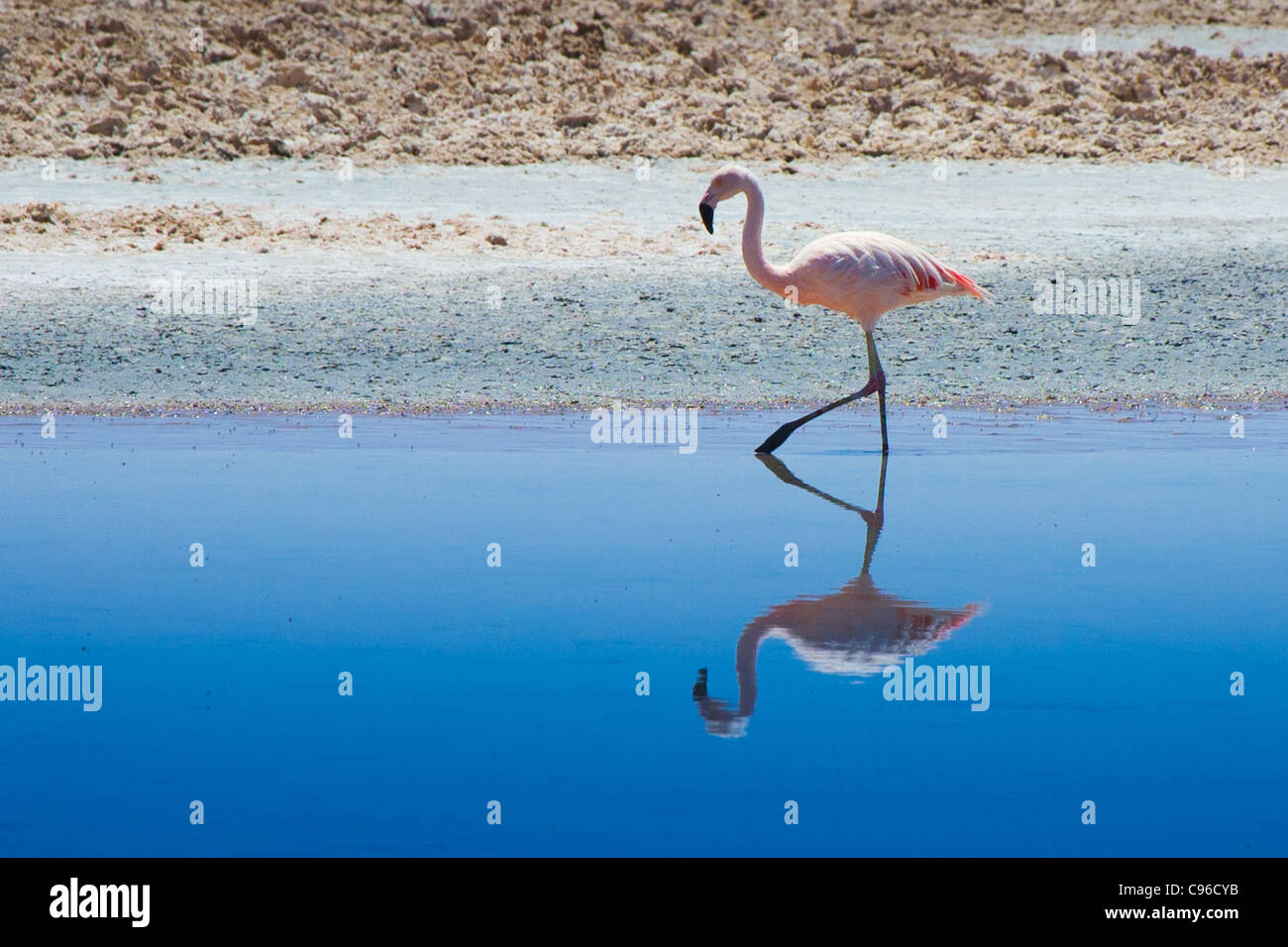 In laguna Chaxa sono il flamenco andina, il cileno flamenco, qui a piedi con il suo specchio Foto Stock