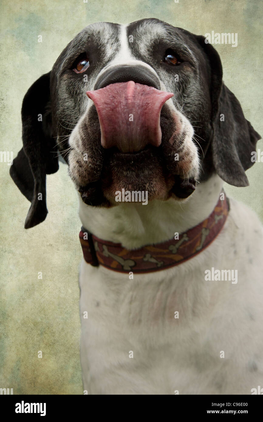 Alano cane close up Foto Stock