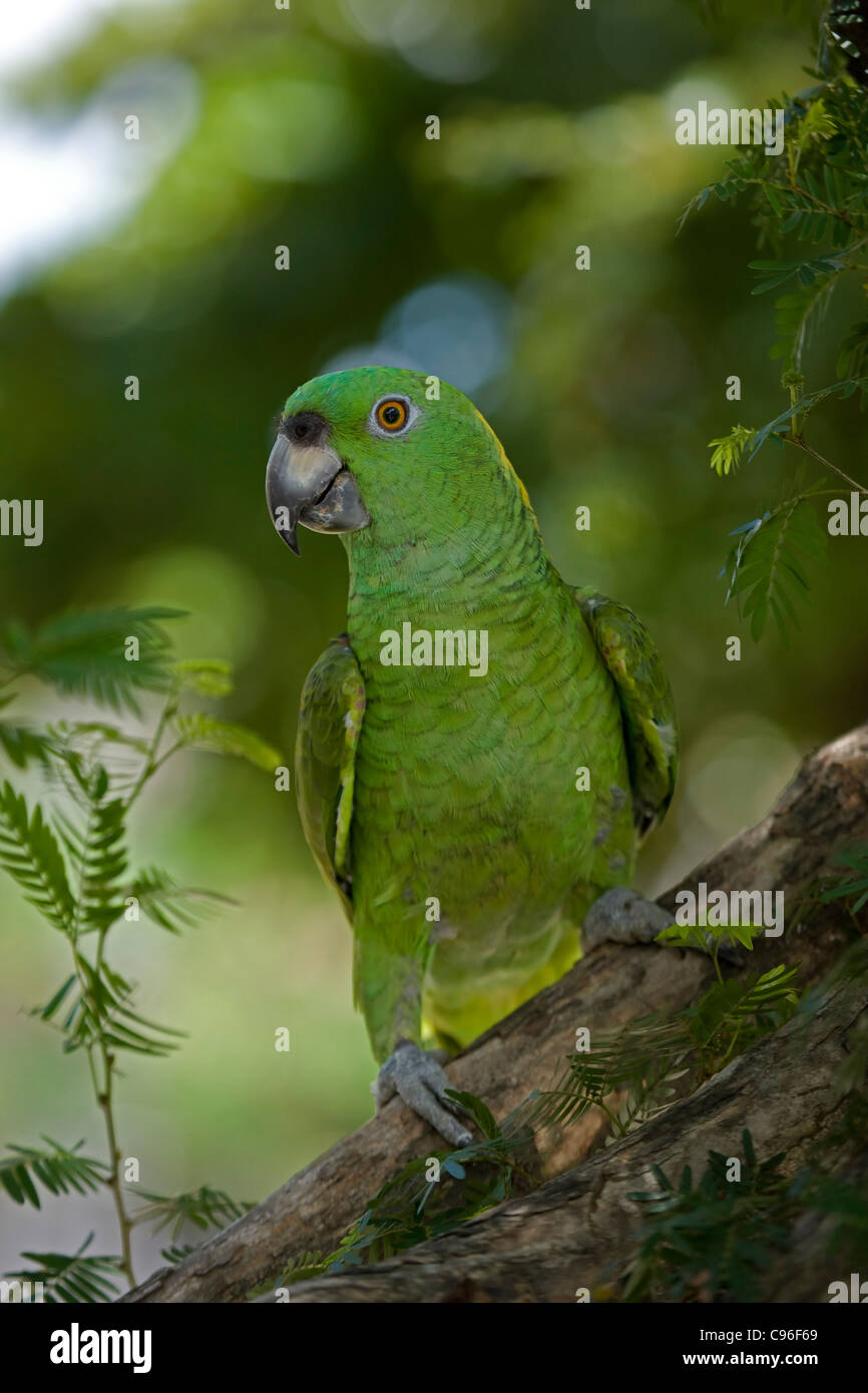 Giallo-naped Amazon (Amazona auropalliata) - Costa Rica(giallo-naped Parrot) - Captive Foto Stock