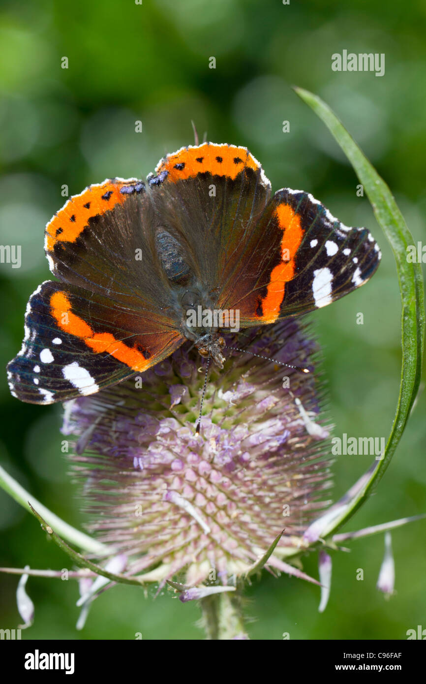 Red Admiral Butterfly; Vanessa Atalanta; su teasel; Regno Unito Foto Stock