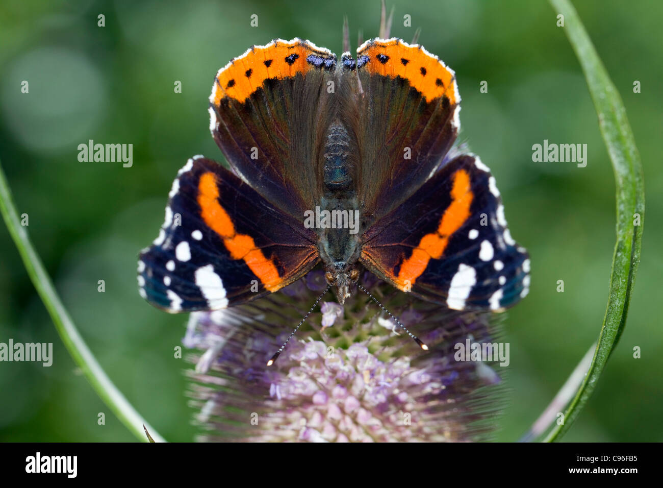 Red Admiral Butterfly; Vanessa Atalanta; su teasel; Regno Unito Foto Stock