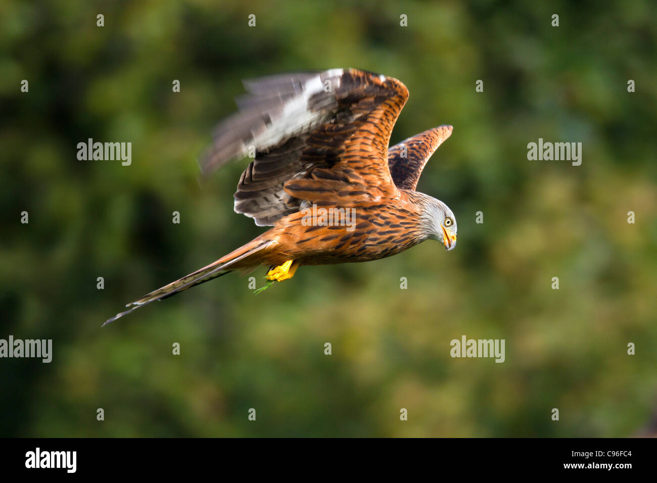 Aquilone rosso; Milvus milvus; in volo; Regno Unito Foto Stock