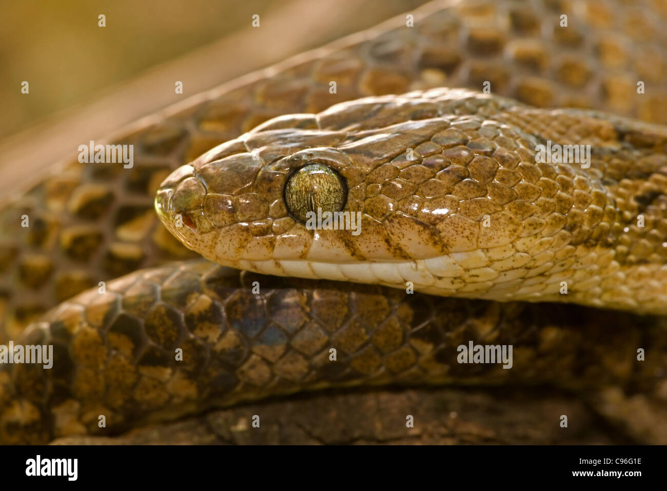 Lyra snake-(Trimophodon biscutatus) - Costa Rica - retro-fanged - blandamente velenosi Foto Stock