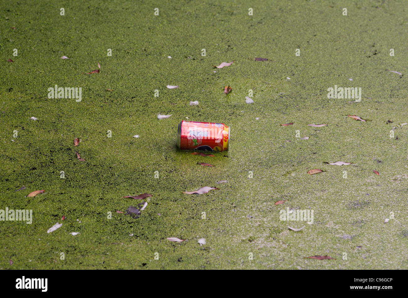 Coca cola può galleggia sulla stagnante alghe verde acqua rivestito Foto Stock