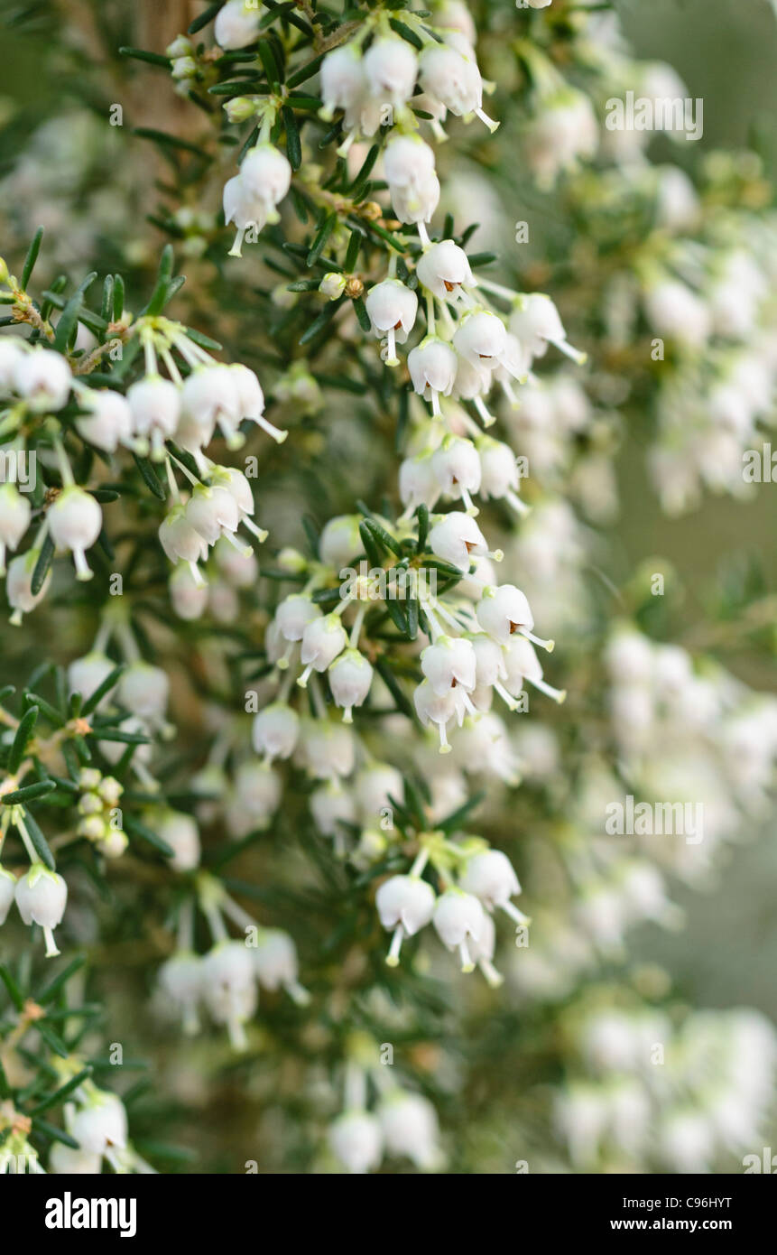 Albero di erica (Erica arborea) Foto Stock