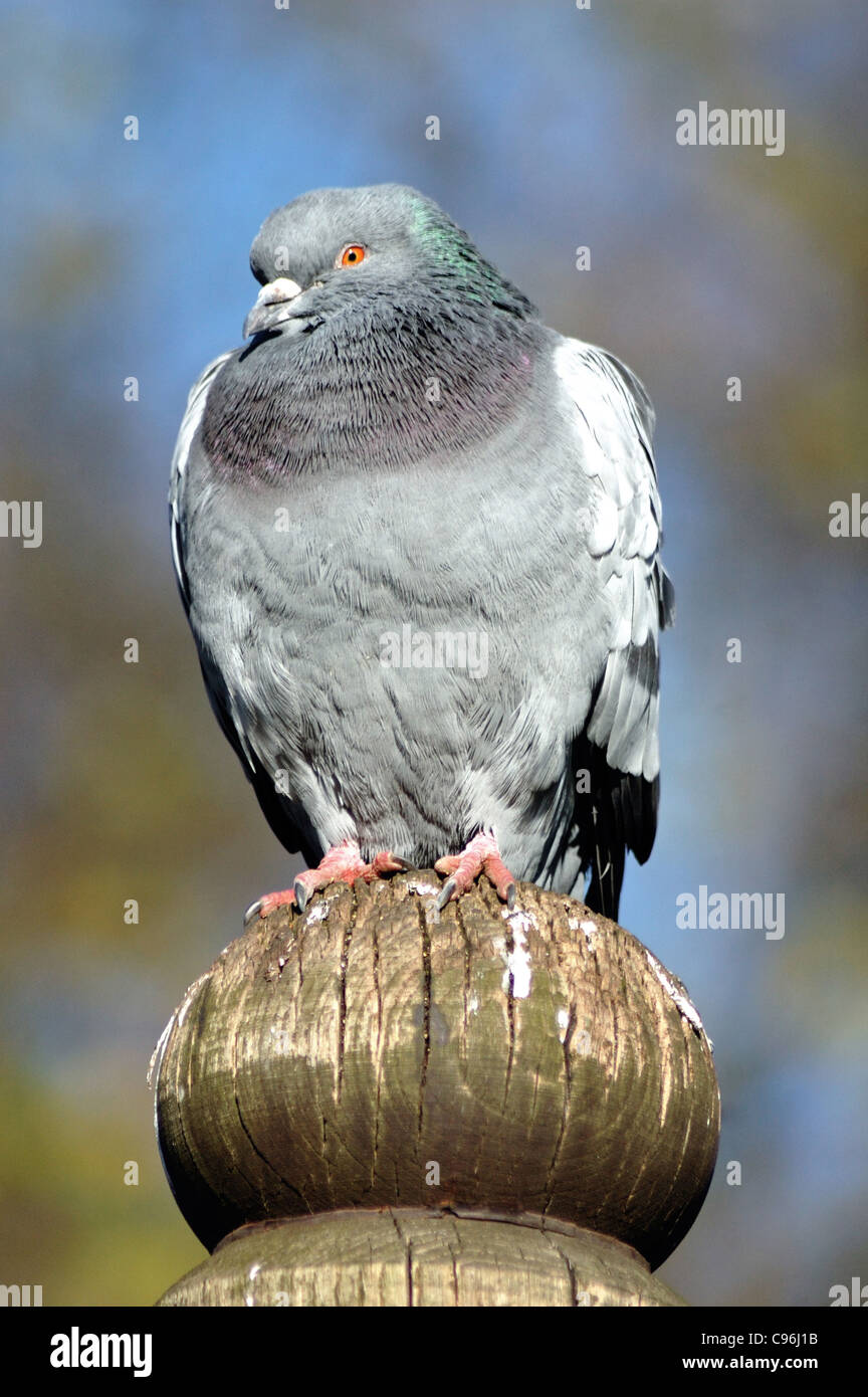 Feral pigeon Columba livia sul post Foto Stock