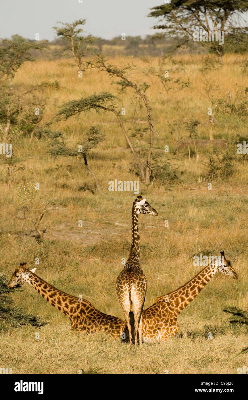 Africa, Kenia Masai Mara, giraffe di alimentazione. Foto Stock