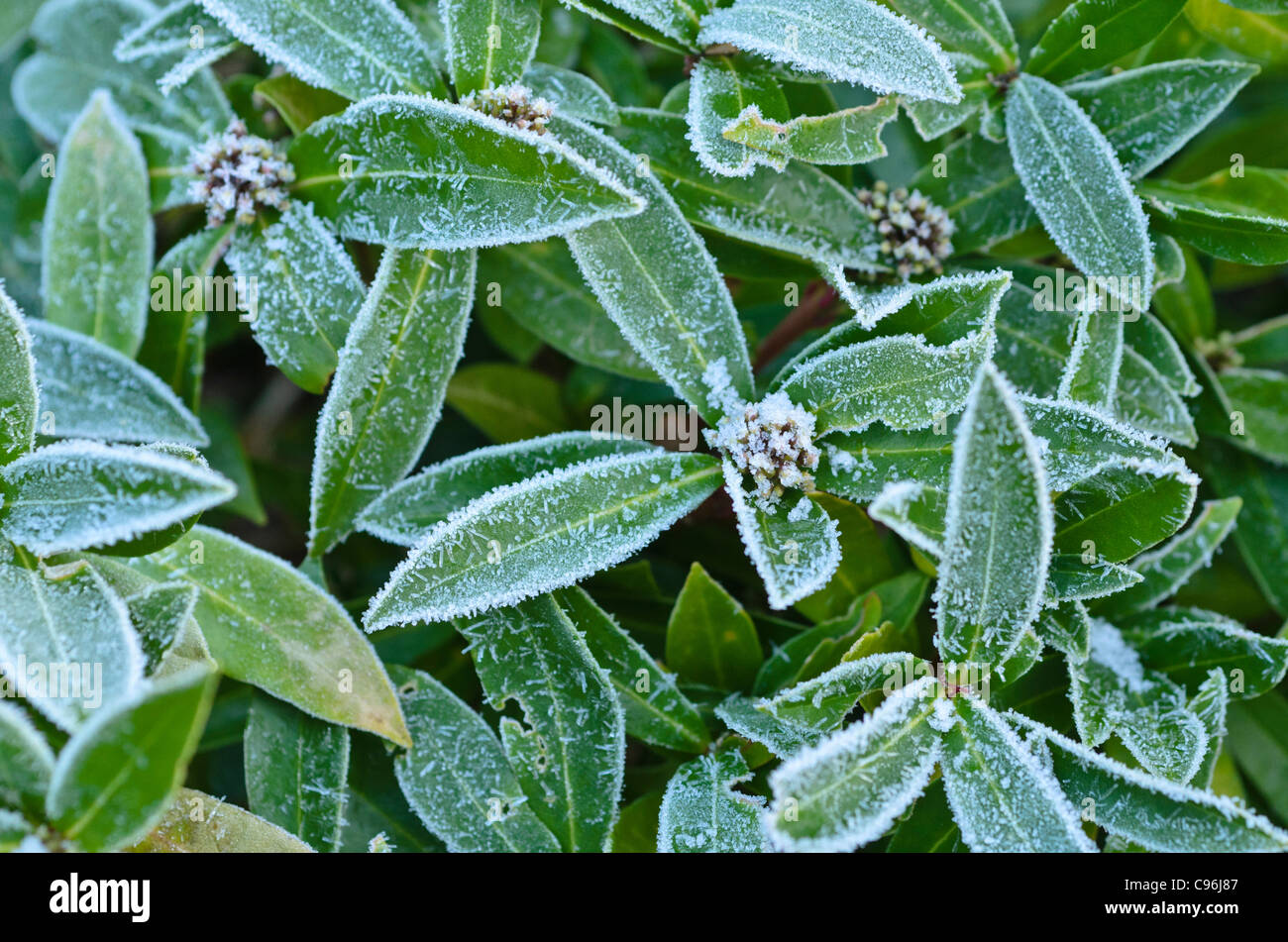 Skimmia giapponese (Skimmia japonica "Bremen") Foto Stock