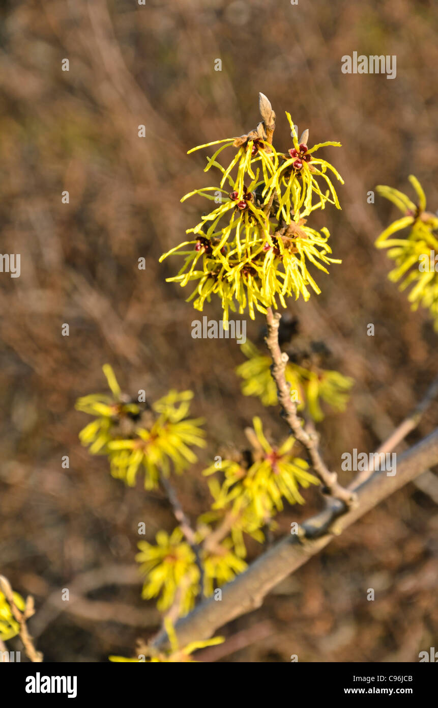 Amamelide (hamamelis x intermedia "primavera") Foto Stock