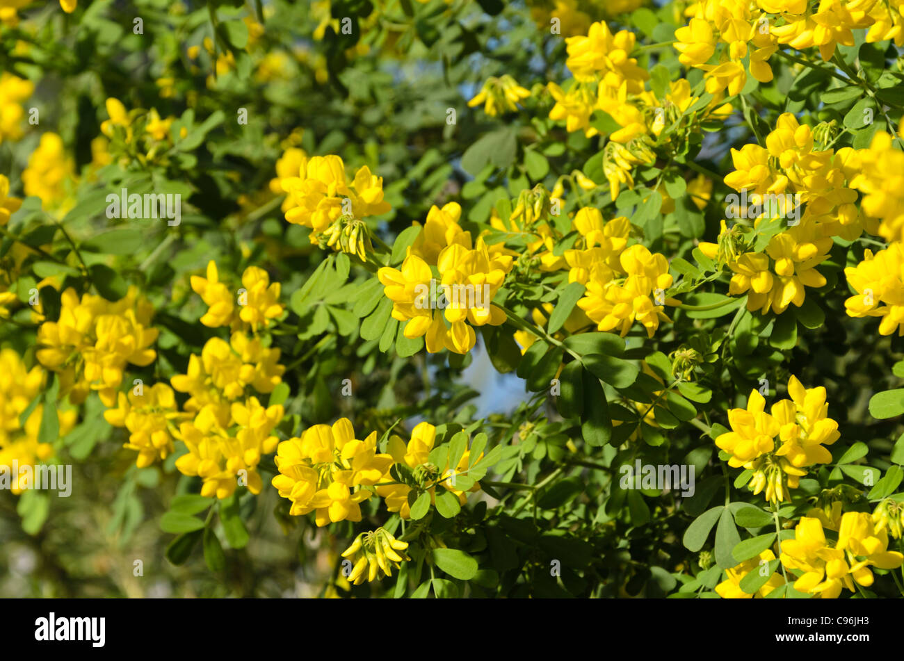 Scorpione (Coronilla valentina subsp. Glauca) Foto Stock