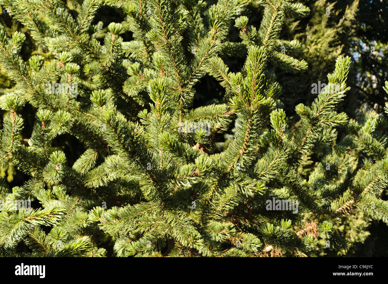 Bistlecone pine (Pinus aristata) Foto Stock