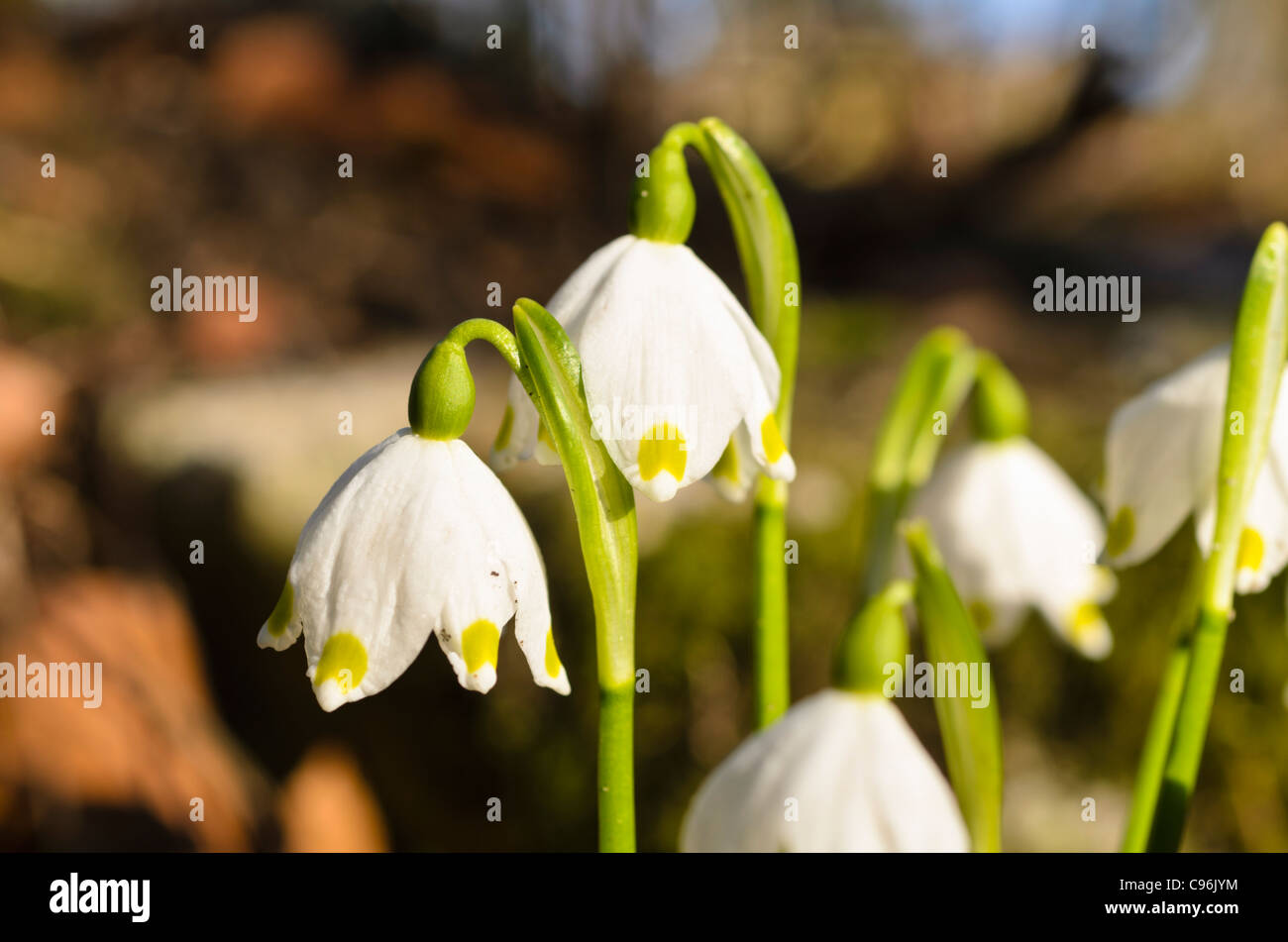 Il simbolo del fiocco di neve di primavera (leucojum vernum) Foto Stock