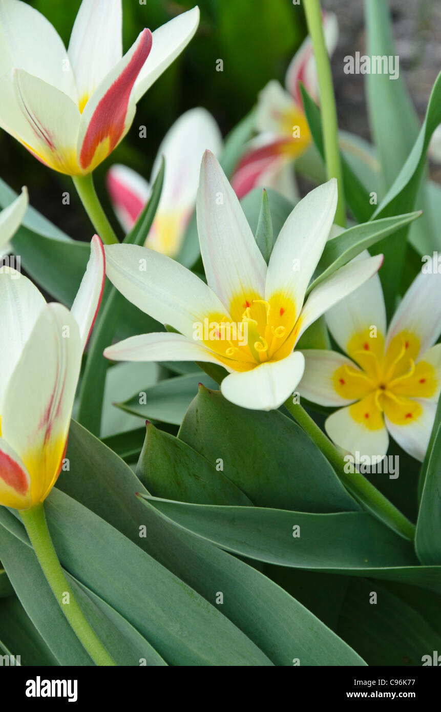 Kaufmanniana tulip (tulipa prima) Foto Stock