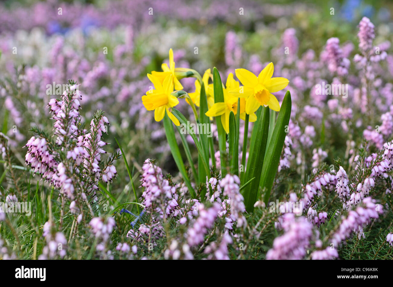 Giunchiglie (Narcissus) e inverno erica (Erica carnea syn. erica herbacea) Foto Stock