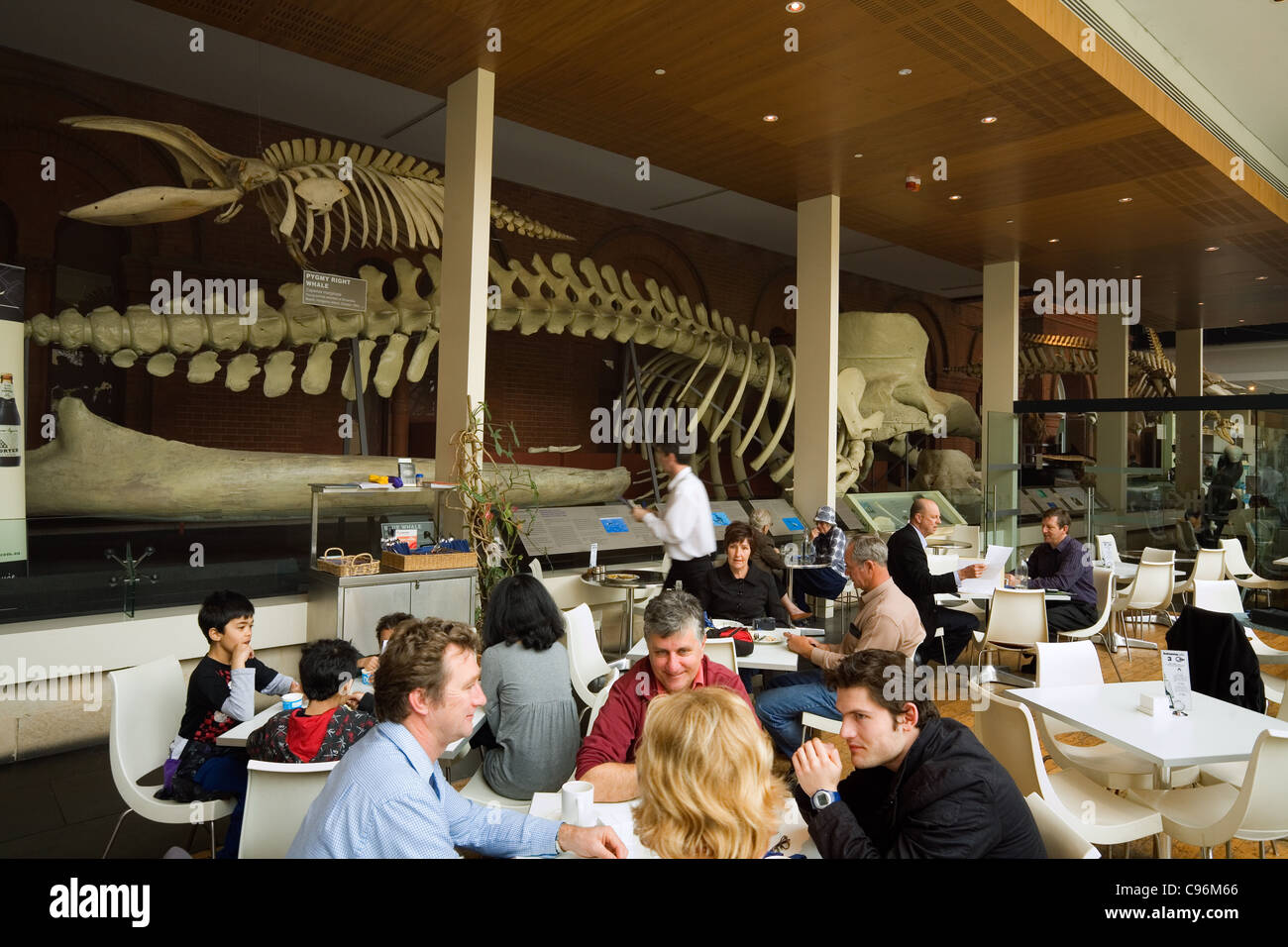 Uno scheletro di balena corre lungo tutta la lunghezza del Balaena Cafe presso il South Australian Museum. Adelaide, South Australia, Australia Foto Stock