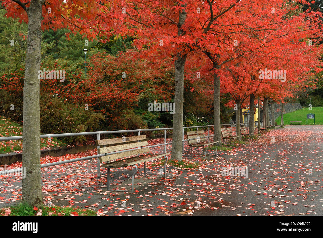 Una giornata autunnale a Stanley Park, Vancouver Foto Stock