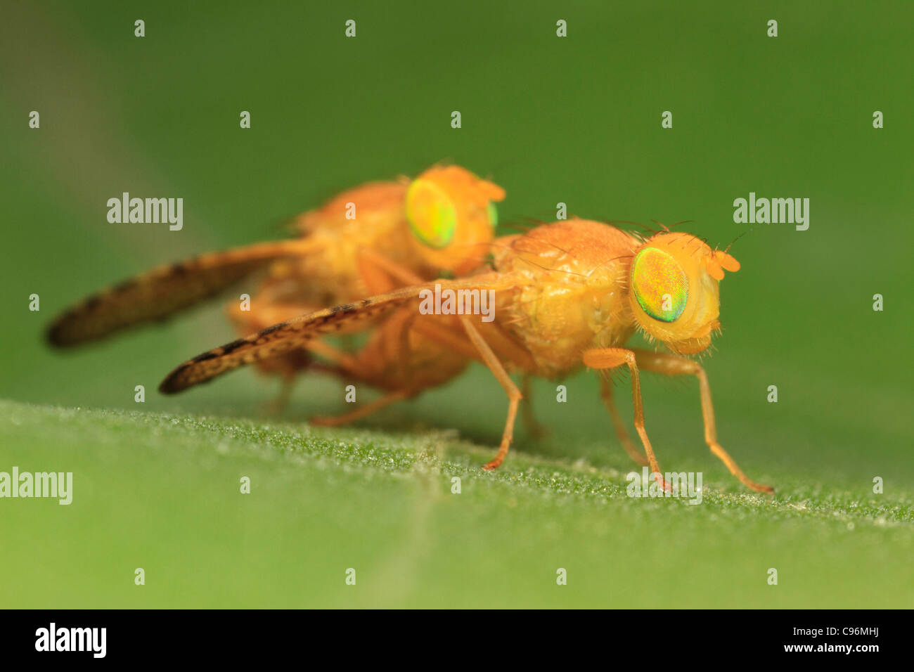 Mosca della frutta (Icterica seriata) di accoppiamento. Foto Stock
