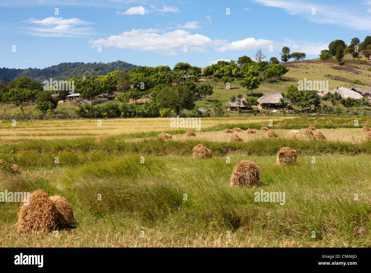Campo di riso nella città di Vemasse, Timor Orientale, Sud Est asiatico Foto Stock
