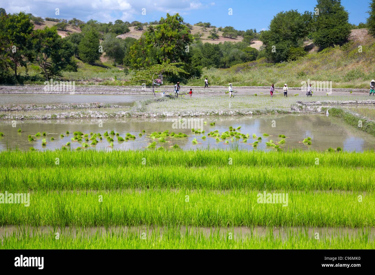 Le persone che lavorano in un campo di riso, Timor orientale, Asia Foto Stock