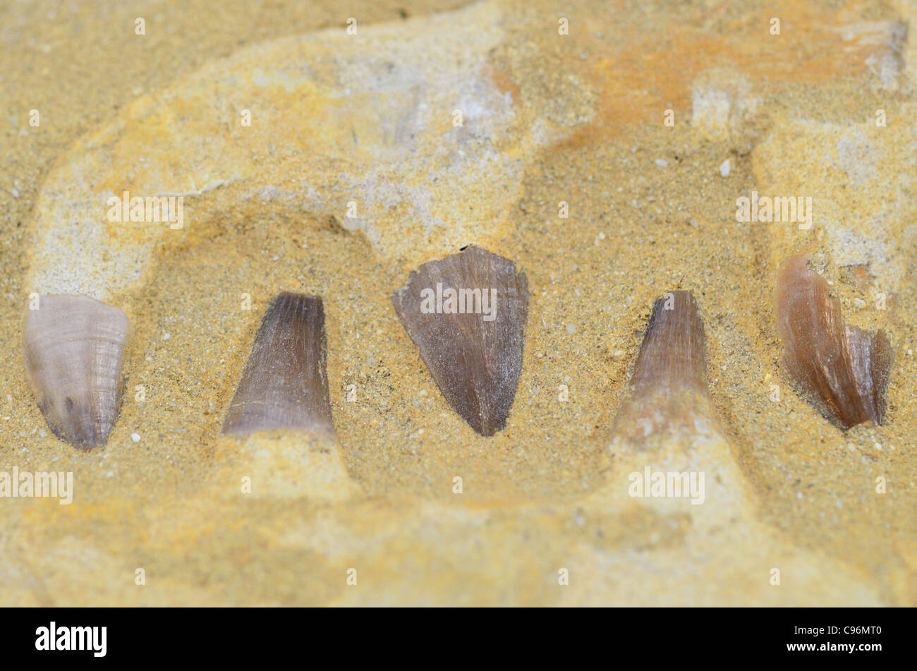 Fossile di denti e ossa di ganascia da mosasaur nella matrice di roccia. Foto Stock