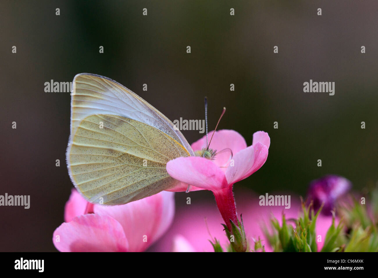 Il cavolo bianco butterfly (Sarcococca rapae) Foto Stock