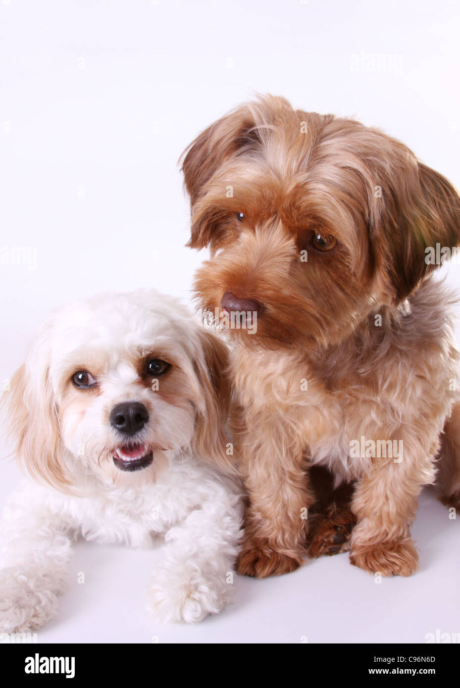 Yorkshire Terrier barboncino e Cavalier King Charles Spaniel cuccioli Foto Stock