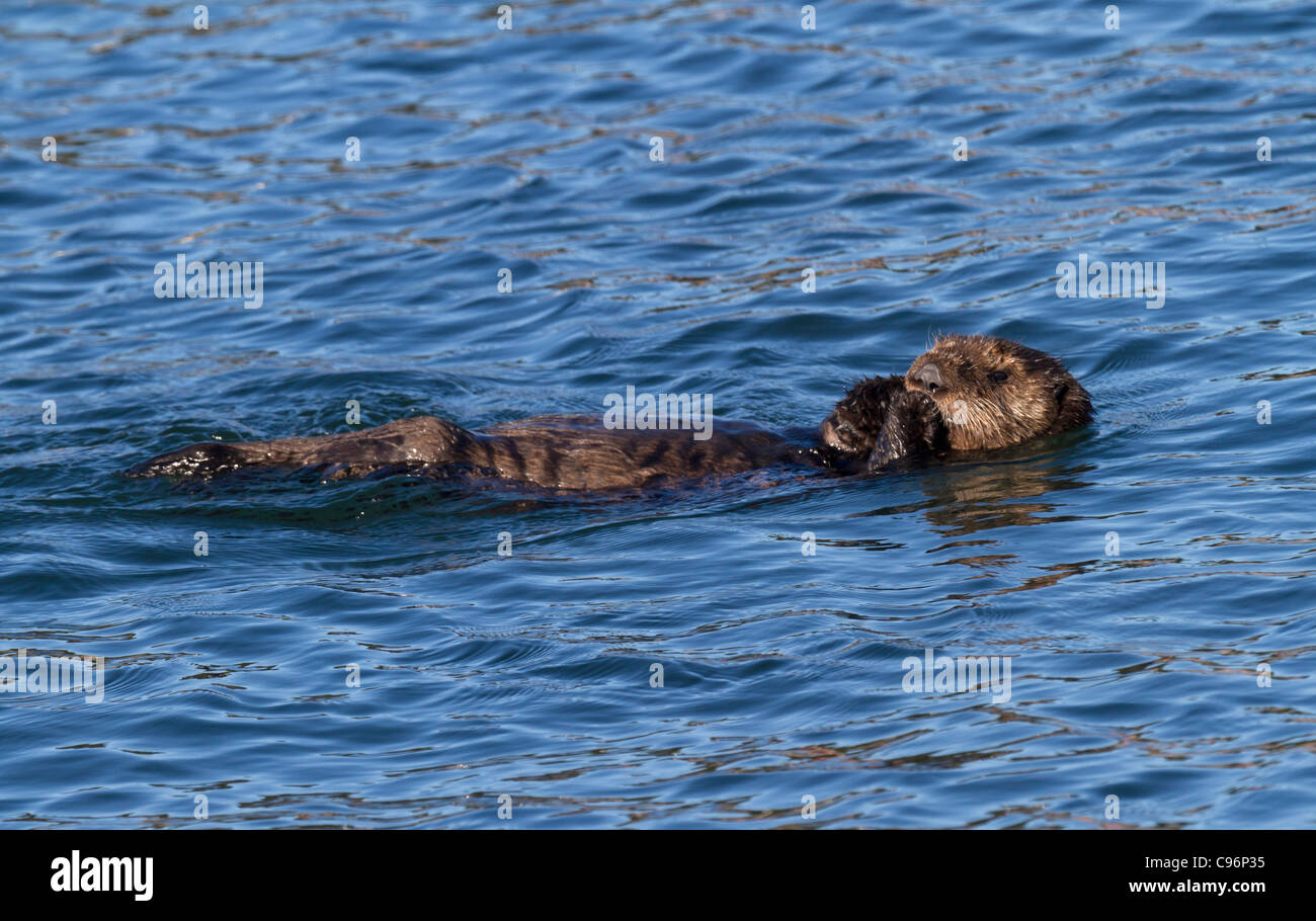 Nuoto sea otter (Enhydra lutris) Foto Stock