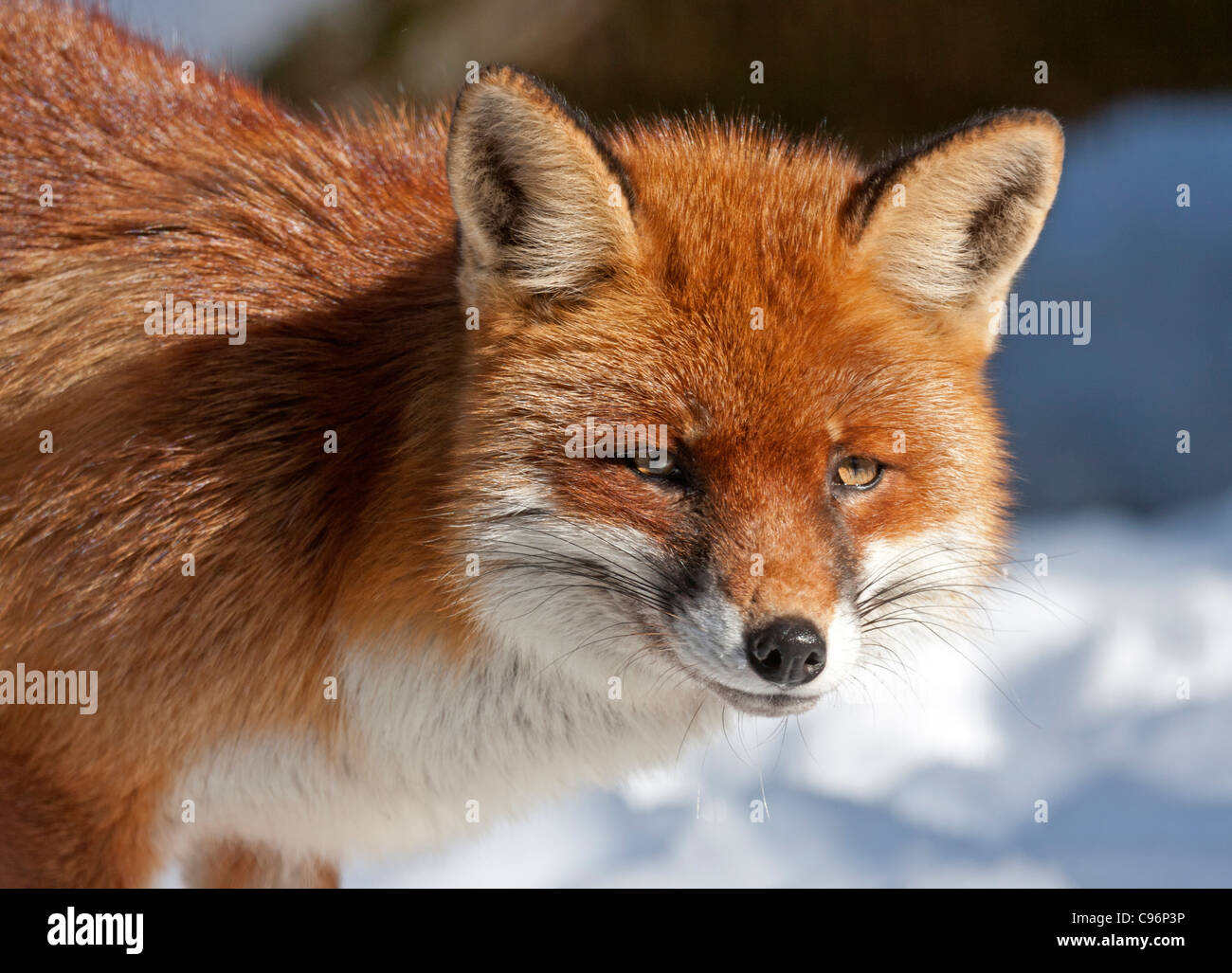 Red Fox (Vulpes vulpes vulpes) Foto Stock