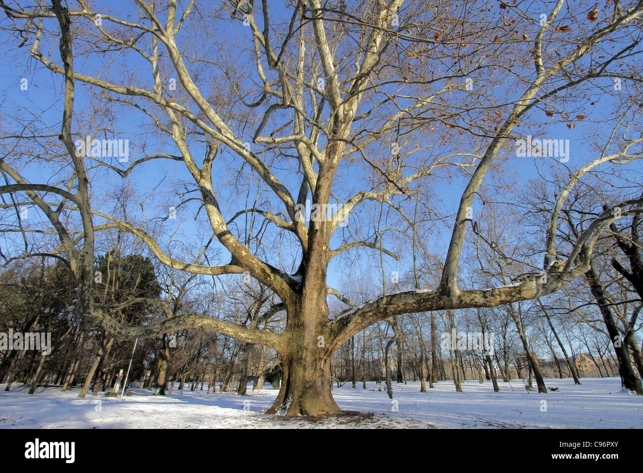 Vecchio Acero / albero piano in inverno Foto Stock