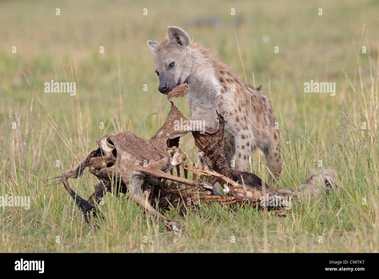 Spotted Hyaena mangiare la pelle di una vecchia carcassa Foto Stock